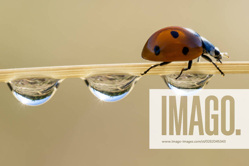 A ladybug climbs along a dewy stem of grass in a pasture on a sunny morning near Elkton in southwestern Oregon. Elkton USA - ZUMAl31_ 20230629_zaf_l31_002
