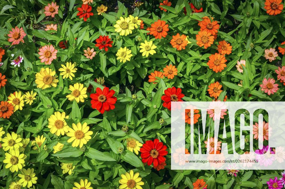 Zinnien (Zinnia), Allgäu, Bayern, Deutschland, Europa