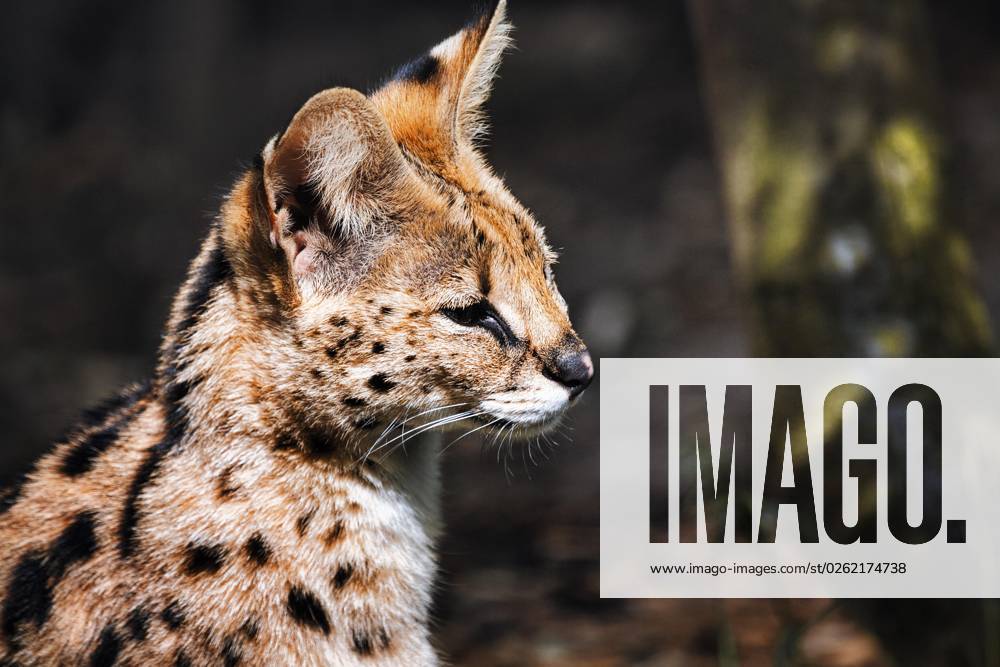 Serval (Leptailurus serval), Portrait, ZOOM Erlebniswelt Gelsenkirchen, Ruhrgebiet, Deutschland, Europa
