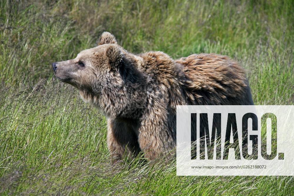 Europäischer Braunbär (Ursus arctos), Porträt im Grasland, Schweden, Europa