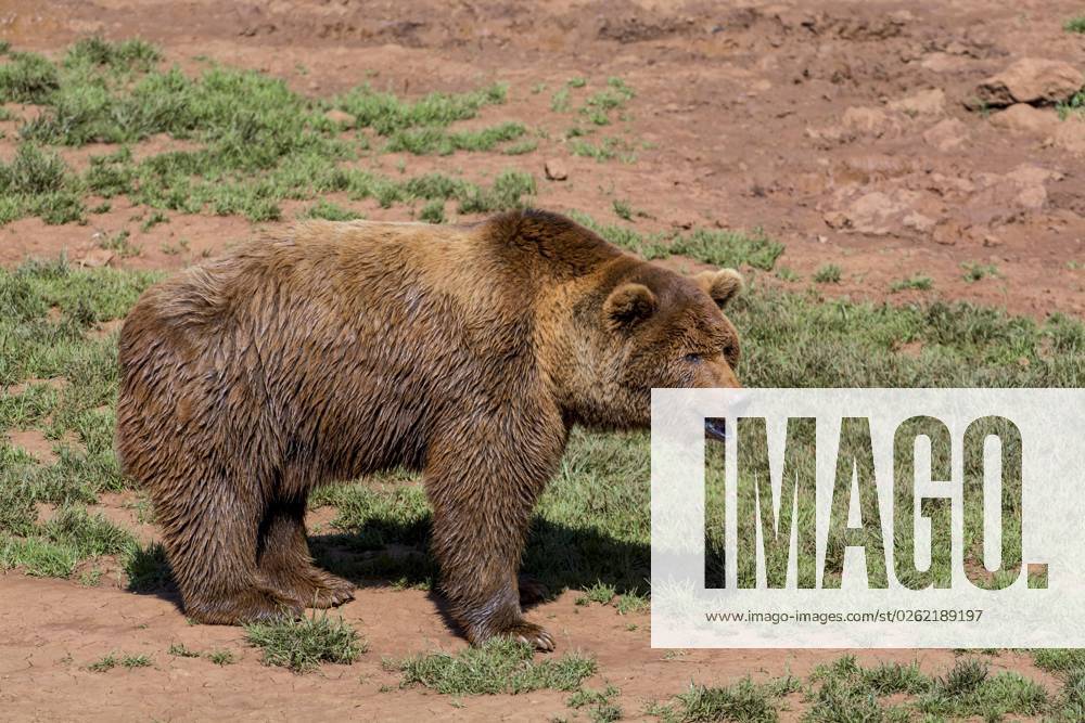 Porträt eines eurasischen Braunbären (Ursus arctos arctos), Naturpark Cabarceno, Penagos, Kantabrien, Spanien, Europa