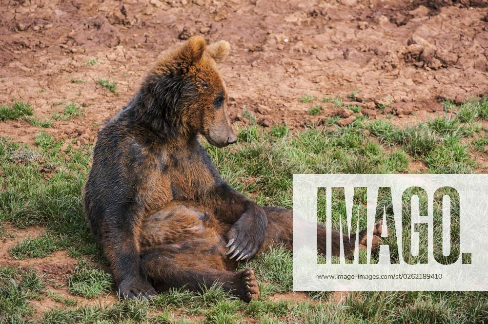 Porträt eines auf dem Boden sitzenden eurasischen Braunbären (Ursus arctos arctos)