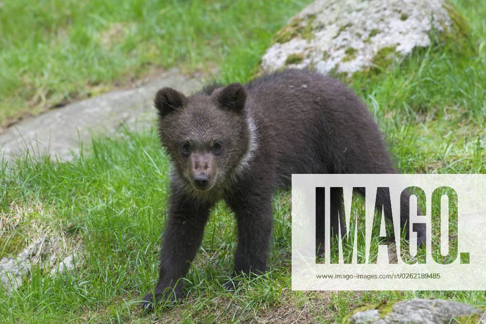 Braunbär (Ursus arctos) Junges Porträt
