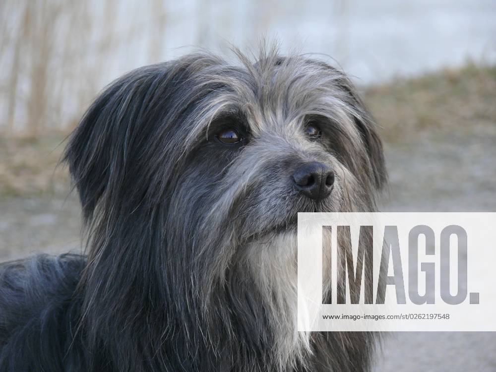Hund, Berger de Pyren, Kopf-Porträt