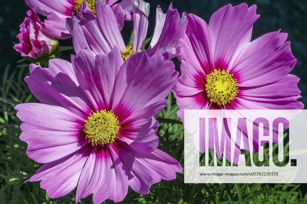 Schmuckkörbchen (Cosmos bipinnatus), Allgäu, Bayern, Deutschland, Europa