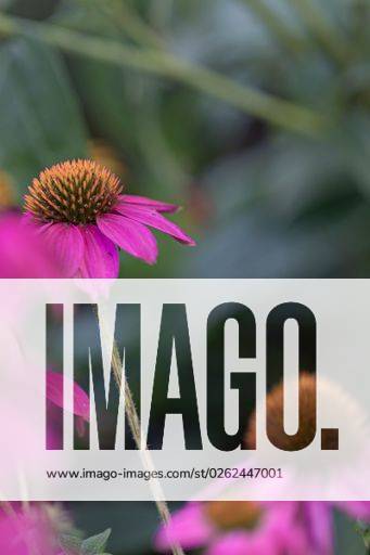 Coneflowers (Echinacea) with pink petals in full bloom in front of green leaves in the blurred background *** Coneflowers Echinacea mit Rosa Blütenblätter ÊIn voll blühen ÊIn vorne des Grün verlässt ÊIn der unscharf Hintergrund 18892198 RECORD DATE NOT STATED