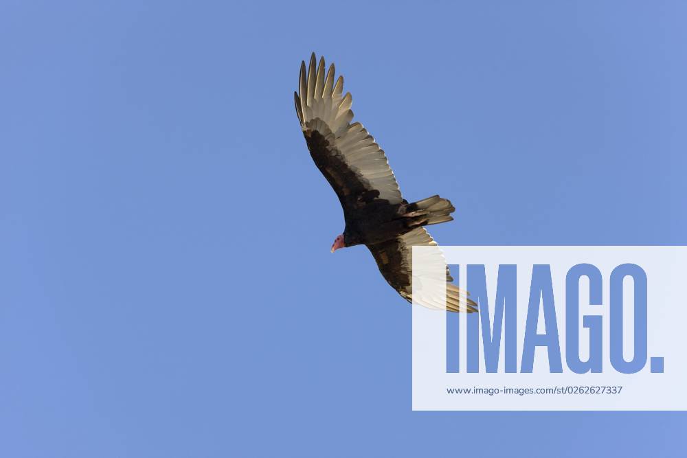 Truthahngeier (cathartes aura), im Flug, Paracas Reservat in Peru