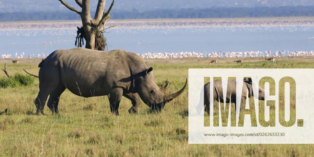 Breitmaulnashorn, Weibchen mit Jungtier, Nakuru-See Nationalpark, Kenia, seitlich, Afrika