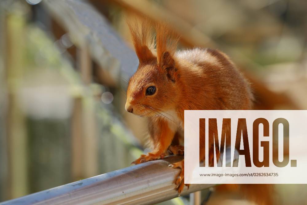 Eichhörnchen (Sciurus vulgaris), sitzt auf Balkongeländer, Tierportrait, Nordrhein-Westfalen, Deutschland, Europa