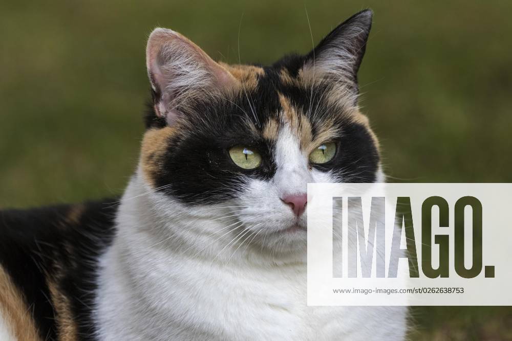 Katze, Europäische Kurzhaar, Hauskatze (Felis catus), dreifarbig, Porträt, Baden-Württemberg, Deutschland, Europa