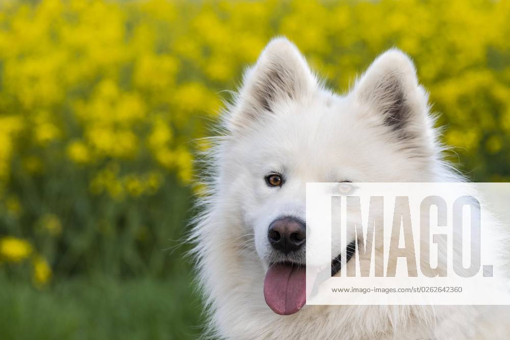 Porträt eines weißen Samojeden Hundes. Gelbe Blumen im Hintergrund
