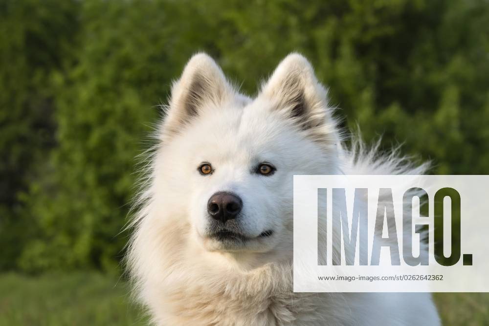 Porträt eines weißen Samojeden Hundes. Grüner Natur Hintergrund