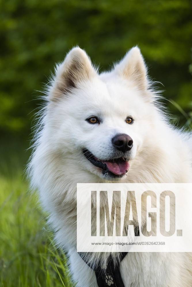 Porträt eines weißen Samojeden Hundes. Grüner Natur Hintergrund