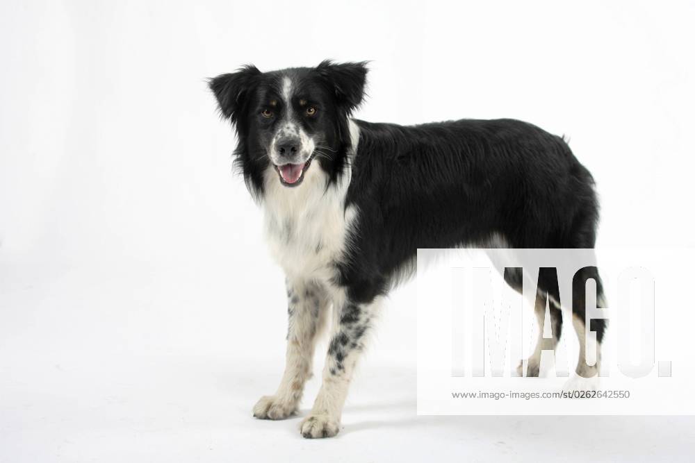 Australian Shepherd