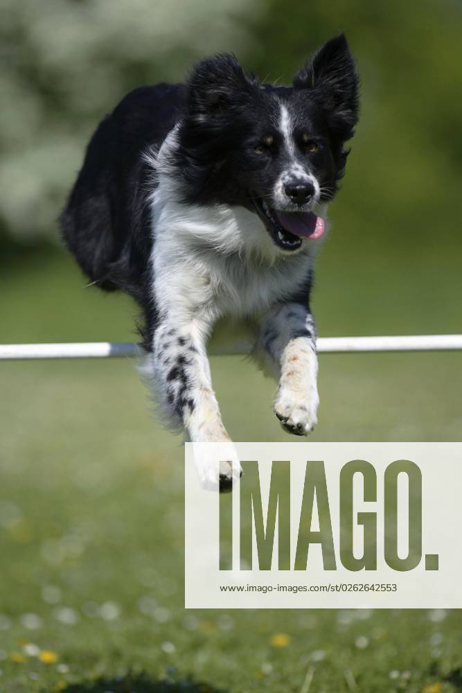 Australian Shepherd