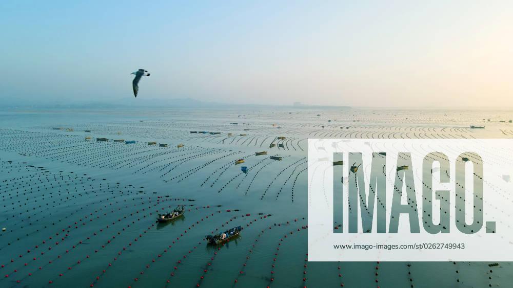 Aerial view of fishermen paddling fishing boats to feed abalone at Xunshan Marine Ranch on July 5, 2023 in Rongcheng, Shandong Province of China.