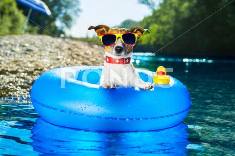 Dog on blue air mattress in water refreshing air mattress, animal, bathing, beach, blue, canine, colorful, dog, doggy, duck, floating ring, fresh, fun, funny, glasses, heat, holiday, hot, humor, isolated, jack russell lazy, leisure, ocean, pet, plastic, play, puppy, refreshing, relax, russell, sea, shades, shore, summer, sun, sunbathing, sunglasses, sunny, swim, terrier, tourist, towel, travel, tropical, vacation, water