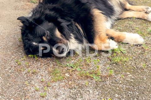 Large black dog from Berner Sennenhund sleeps on a gravel path in the garden. dog, black, breed, sleep, bern, sheepdog, Berner, Sennenhund, canine, animal, big, large, cute, domestic, face, friend, grass, copyspace, copy, space, ground, mammal, pet, adorable, beautiful, doggy, down, eyes, floor, garden, green, happy, head, lying, nature, one, outdoor, park, portrait, summer, tired, adult, aged, asleep, best friend