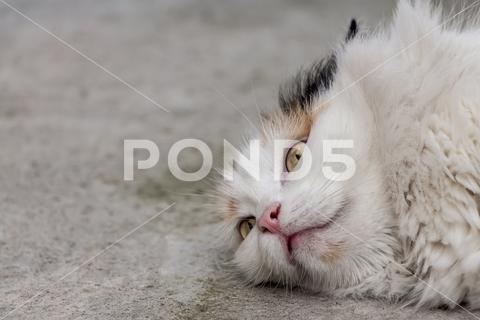 A beautiful adult fluffy long-haired tri-colored cat with yellow eyes and pink nose lies on a blurred gray background beautiful, adult, fluffy, long-haired, tri-colored, cat, one, pet, male, female, animal, love, cute, domestic, fur, feline, color, fun, yellow, orange, mammal, white, beauty, whisker, lifestyles, comfortable, nature, outdoor, outside, sun, nice, pretty, kitty, kitten, furry, adorable, portrait, funny, pink, nose, gray, eyes, red, black, blurred, blur, bokeh, light