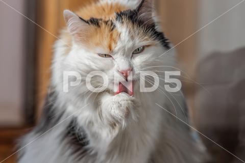 A beautiful adult fluffy long-haired tri-colored cat with green eyes and pink nose licks its paw with its red rough tongue. beautiful, adult, fluffy, long-haired, tri-colored, cat, one, pet, male, female, animal, sun, love, cute, domestic, fur, feline, color, fun, yellow, orange, mammal, white, beauty, whisker, lifestyles, green, comfortable, nature, outdoor, outside, nice, pretty, kitty, kitten, furry, adorable, portrait, funny, pink, nose, eyes, red, black, blurred, blur, bokeh, light, dark