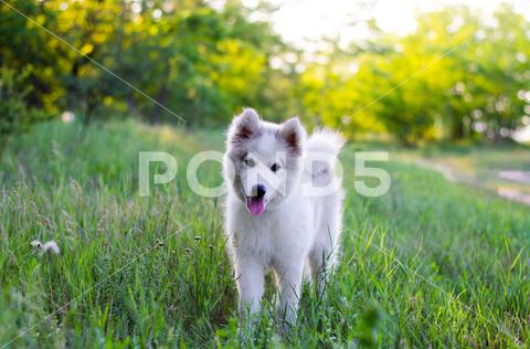 Samoyed dog. White puppy with light brown abalone in nature. Samoyed puppy stands in the grass. Portrait of a dog samoyed, canadian eskimo dog, husky, dog, animal, white, pet, puppy, canine, cute, breed, domestic, pedigree, purebred, grass, shepherd, fur, mammal, portrait, happy, green, young, beautiful, adorable puppy, cute animal, cute dog, eskimo dog, fluffy, friend, funny, green grass, long hair, lovely, nature, one, park, posing