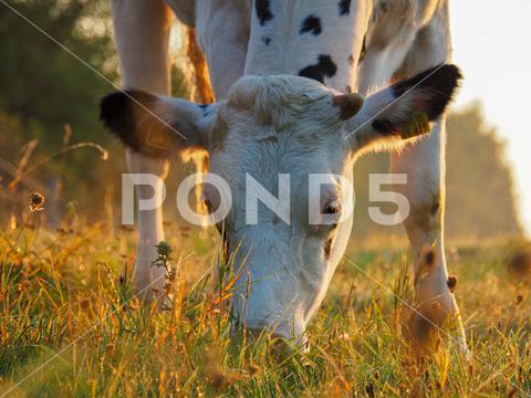 A white cow with black spots eats grass in the morning light grass, cow, farm, gras, cows, eating, field, green, agriculture, animal, brown, domestic, nature, head, white, dairy, face, farming, farmland, funny, land, mammal, meadow, beef, country, fun, milk, bull, creature, focus, fresh, graze, grazing, hair, healthy, landscape, products, rural, view, walking, animals, fly, on, agricultural, alone, background, beauty, bell, botom, calf
