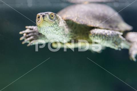 Pig-nosed turtle or Carettochelys insculpta, also known as the Fly River turtle. carettochelys, insculpta, turtle, tropical, animal, wildlife, fauna, australian, australia, nature, wild, water, underwater, papua, testudines, reptile, pig-nosed, freshwater, natural, river, carettochelyidae, cryptodira, aquarium, aquatic, sea, ocean, green, tortoise, fly, fresh, indonesia, lake, tropic, new, guinea, guinean, pitted-shelled, pitted, shelled, trionychia, terrarium, one, swim, reptilia, pond, adorable, amphibian