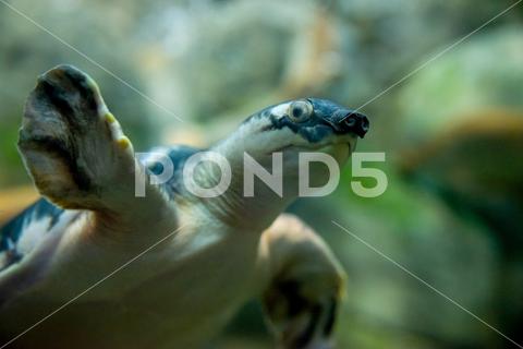 Pig-nosed turtle or Carettochelys insculpta, also known as the Fly River turtle. carettochelys, insculpta, turtle, tropical, animal, wildlife, fauna, australian, australia, nature, wild, water, underwater, papua, testudines, reptile, pig-nosed, freshwater, natural, river, carettochelyidae, cryptodira, aquarium, aquatic, sea, ocean, green, tortoise, fly, fresh, indonesia, lake, tropic, new, guinea, guinean, pitted-shelled, pitted, shelled, trionychia, terrarium, one, swim, reptilia, pond, adorable, amphibian