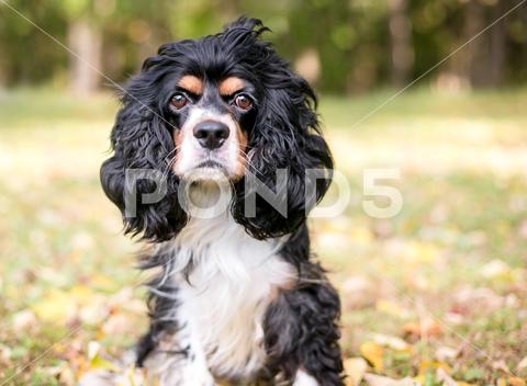 A purebred tricolor Cavalier King Charles Spaniel dog sitting outdoors dog, Cavalier King Charles Spaniel, Spaniel, tricolor, purebred, looking at camera, animal, breed, canine, curly hair, cute, ears, eye contact, floppy ears, fluffy, fur, furry, hair, long-haired, outdoor, outdoors, pet, pets, small breed, small dog