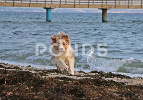 A beautiful Australian shepherd lying on the sand at the beach on a summer day running, beautiful, Australian, shepherd, sand, beach, summer, day, dog, pet, wild, mammal, furry, canine, breed, purebred, fur, puppy, paw, background, young, animal, portrait, domestic, nature, sweet, view, sea, ocean, coast, wave, water, travel, sky, sun, island, holiday, seascape, vacation, shore, coastline, landscapes, sunny, seaside