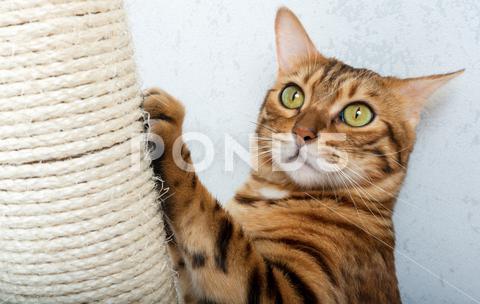Bengal shorthair cat with a scratching post. The cat is scratching her nails. Pet care bengal, bengal cat, cat, cat scratching, cat tree, claw, closeup, domestic, domestic cat, feline, furniture, habit, home, indoor, kitten, kitty, motion, nail, paw, pet, pet care, pet cat, pillar, pole, post, purebred, pussycat, room, rope, scratch, scratch post, scratching post, sharpen, sisal, stick, string, talons, trained, tree