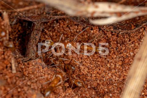 Adult Pyramid Ants of the Genus Dorymyrmex animal, ants, arthropod, arthropoda, brown, detail, dolichoderinae, dorymyrmex, formicidae, ground, hexapod, hymenoptera, insect, insects, invertebrate, leptomyrmecini, macro, natural, nature, odorous ant, odorous ants, pyramid ant, red, red ant, wild, wildlife, worker ant