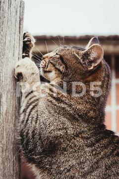 A vertical closeup of a gray tabby cat scratching the wooden pillar. vertical, closeup, cute, gray, tabby, cat, scratching, wooden, pillar, striped, whiskers, profile, domestic, street, outdoors, feline, pet, furry, animal, fluffy, mammal