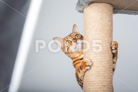 Funny domestic cat climbs up the cat pole. animal, background, bengal, bengal cat, cat, cat furniture, claw, climbing, domestic, domestic cat, feline, ginger cat, indoor, isolated, jute, kitty, pedigreed, pet, pet cat, platform, post, purebred, puss, rope, scratching, scratching post, sharpens, shorthair, sisal, tree, up