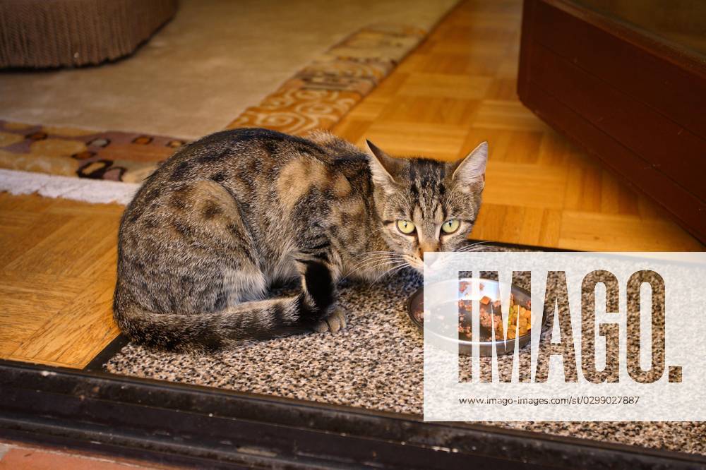 Hauskatze, Napf, Fressnapf
