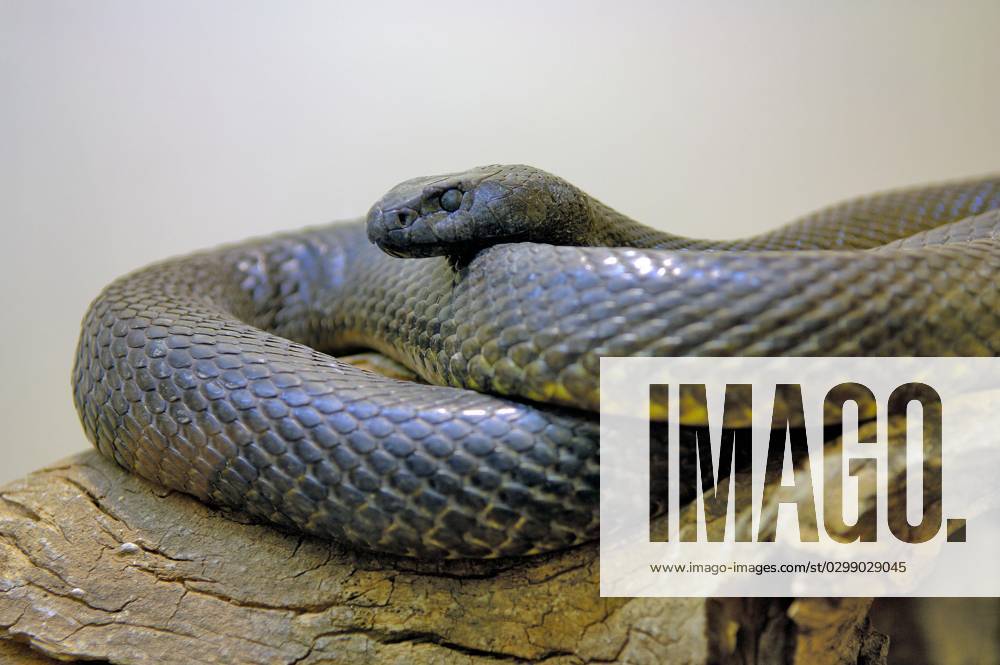 Inland Taipan, Northern Territory (Oxyuranus microlepidotus), Wilde Schlange, Australien, Ozeanien