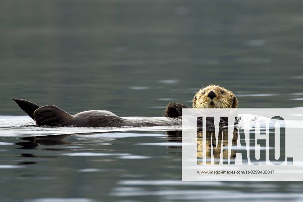 Ein Seeotter (Enhydra lutris) treibt auf dem Rücken liegend auf der Wasseroberfläche, Prince William Sound, Alaska, USA, Nordamerika