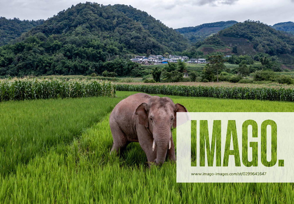 (230720) -- JIANGCHENG, July 20, 2023 -- This aerial photo taken on July 19, 2023 shows an Asian elephant in rice fields in Jiangcheng Hani and Yi Autonomous County of Pu er, southwest China s Yunnan Province. Asian elephants, a pivotal species in the rainforest ecosystem, are under first-class national protection in China. The elephants are mostly found across Yunnan. In 2011, 18 Asian elephants came to Jiangcheng Hani and Yi Autonomous County. Over the past ten years, more than 20 baby elephants have been born here. Local government has insured the farmers to protect their properties, and set up a team to observe the Asian elephants day and night to ensure the safety of villagers. ) CHINA-YUNNAN-JIANGCHENG-ASIAN ELEPHANTS (CN) ChenxX