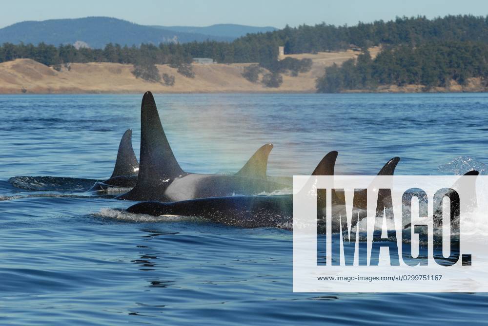 **VIDEO AVAILABLE: CONTACT INFO@COVERMG.COM TO RECEIVE** Post-menopausal killer whale mums protect their large adult sons from injury by intervening and mediating when their offspring get into fights. Female orcas live up to 90 years in the wild, and most live an average of 22 years after menopause. Previous studies show that even after having their last calf, killer whale mothers take care of their families by sharing the fish they catch - meaning they have an important role after they are no longer capable of reproduction. Now, in a study published on 20 July 2023 in the journal Current Biology, researchers note that these mothers also protect their boisterous male children into adulthood - preventing them from coming off worst in a scr