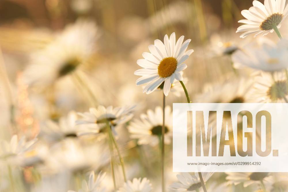 Daisies Daisies on a spring meadow in the early morning.