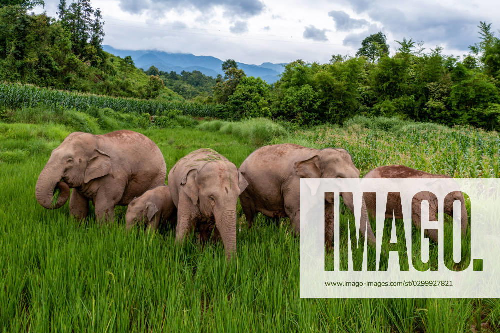 (230723) -- JIANGCHENG, July 23, 2023 -- This aerial photo taken on July 19, 2023 shows wild Asian elephants foraging at a paddy rice field in Jiangcheng County, southwest China s Yunnan Province. Thanks to uncompromising environmental and wildlife protection efforts, the population of wild Asian elephants in Yunnan has been growing in recent years. Feeling much safer than before, some of these elephants have become increasingly rampant, and a daring group tour of an elephant family in the province even made a great scene in the global cyberspace back in 2021. Jiangcheng County, which boasts a noticeable number of wild elephants, has inaugurated a special squad to monitor their movements. Once an elephant is found near a village, membe