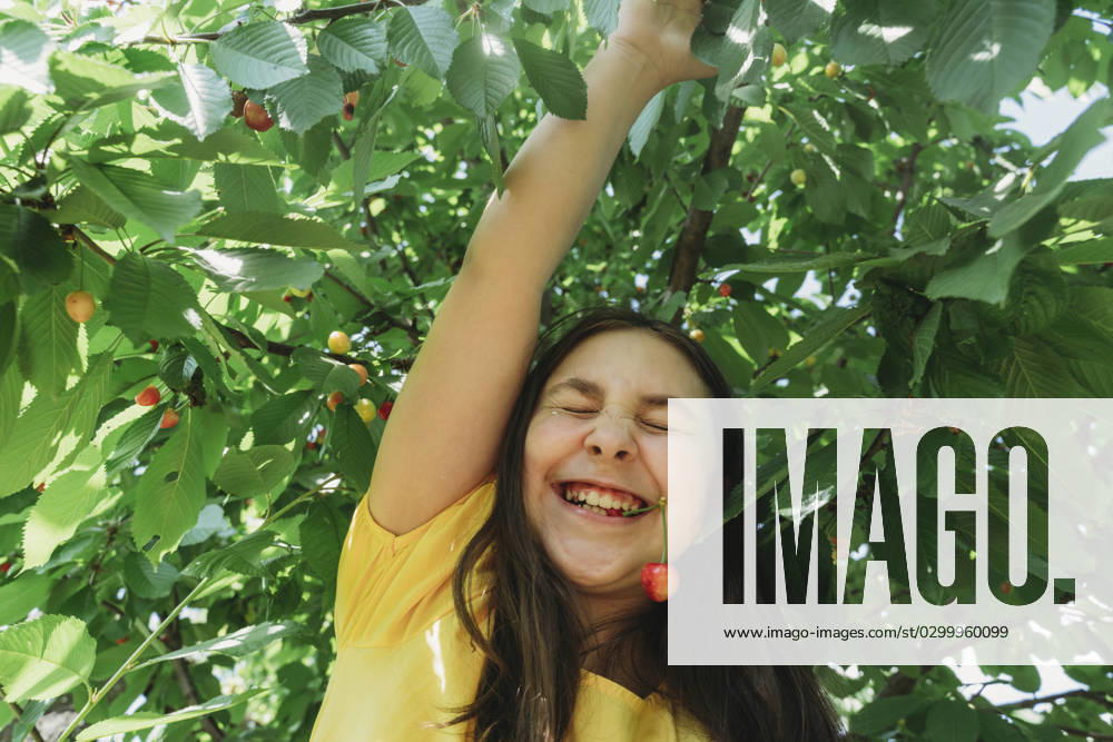 Smiling girl in yellow t-shirt biting cherry in garden model released, Symbolfoto, OSF01720