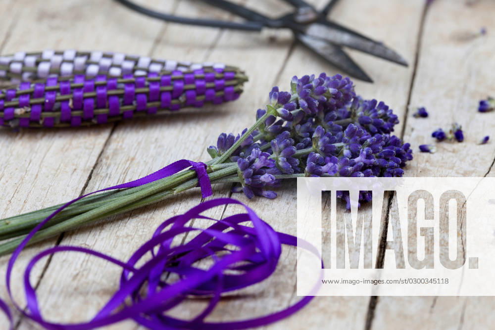 Lavendel, Schmalblaettriger Lavendel, Echter Lavendel (Lavandula angustifolia, Lavandula officinalis), Lavendelstaebe, frischer Lavendel mit Satinband umweben als Duftstaebe fuer den Waescheschrank English lavender (Lavandula angustifolia, Lavandula officinalis), lavender sticks, fresh lavender wrapped with satin ribbon for linen cupboard BLWS688373