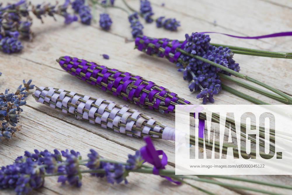 Lavendel, Schmalblaettriger Lavendel, Echter Lavendel (Lavandula angustifolia, Lavandula officinalis), Lavendelstaebe, frischer Lavendel mit Satinband umweben als Duftstaebe fuer den Waescheschrank English lavender (Lavandula angustifolia, Lavandula officinalis), lavender sticks, fresh lavender wrapped with satin ribbon for linen cupboard BLWS688376