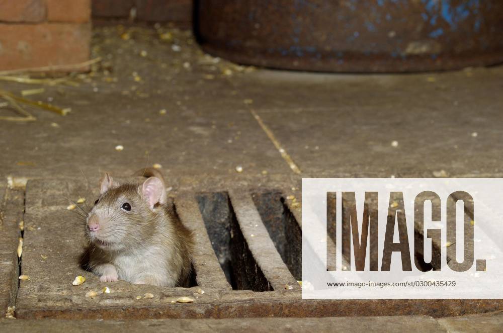 Wanderratte (Rattus norvegicus)