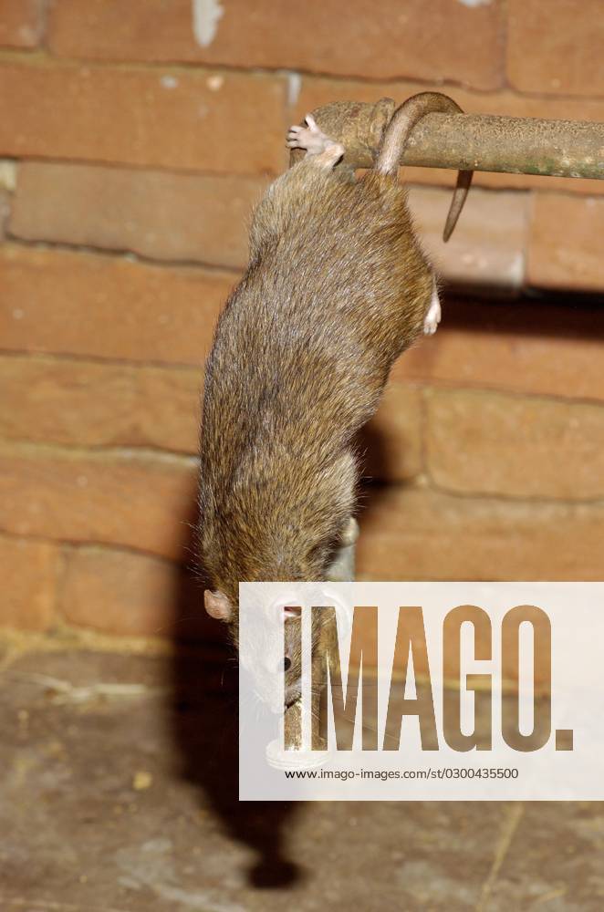 Wanderratte (Rattus norvegicus)
