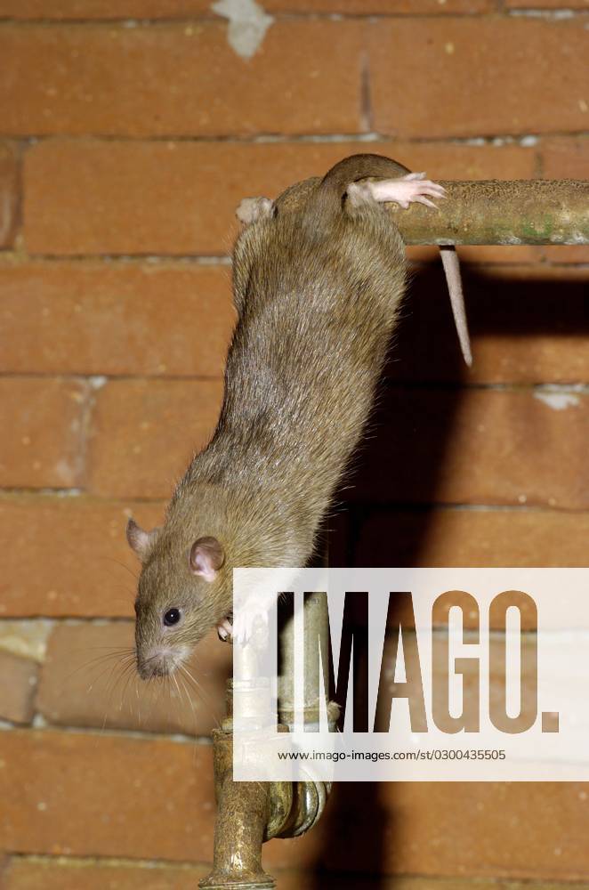 Wanderratte (Rattus norvegicus)