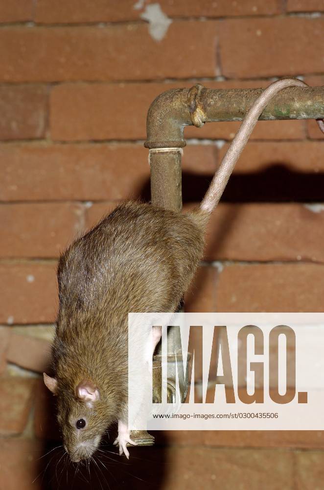 Wanderratte (Rattus norvegicus)
