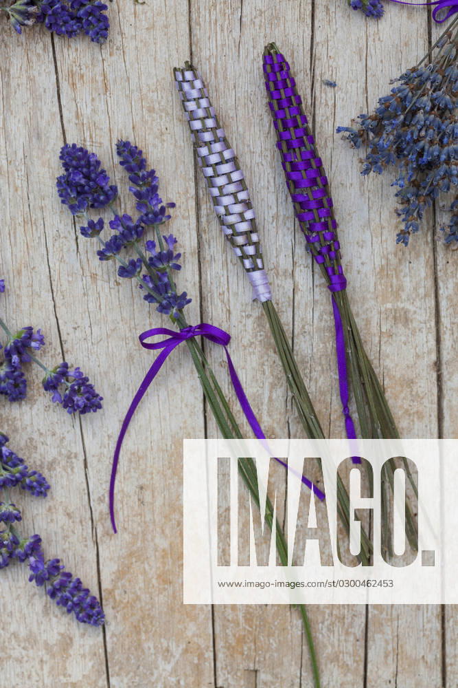 Lavendel, Schmalblaettriger Lavendel, Echter Lavendel (Lavandula angustifolia, Lavandula officinalis), Lavendelstaebe, frischer Lavendel mit Satinband umweben als Duftstaebe fuer den Waescheschrank English lavender (Lavandula angustifolia, Lavandula officinalis), lavender sticks, fresh lavender wrapped with satin ribbon for linen cupboard BLWS688371