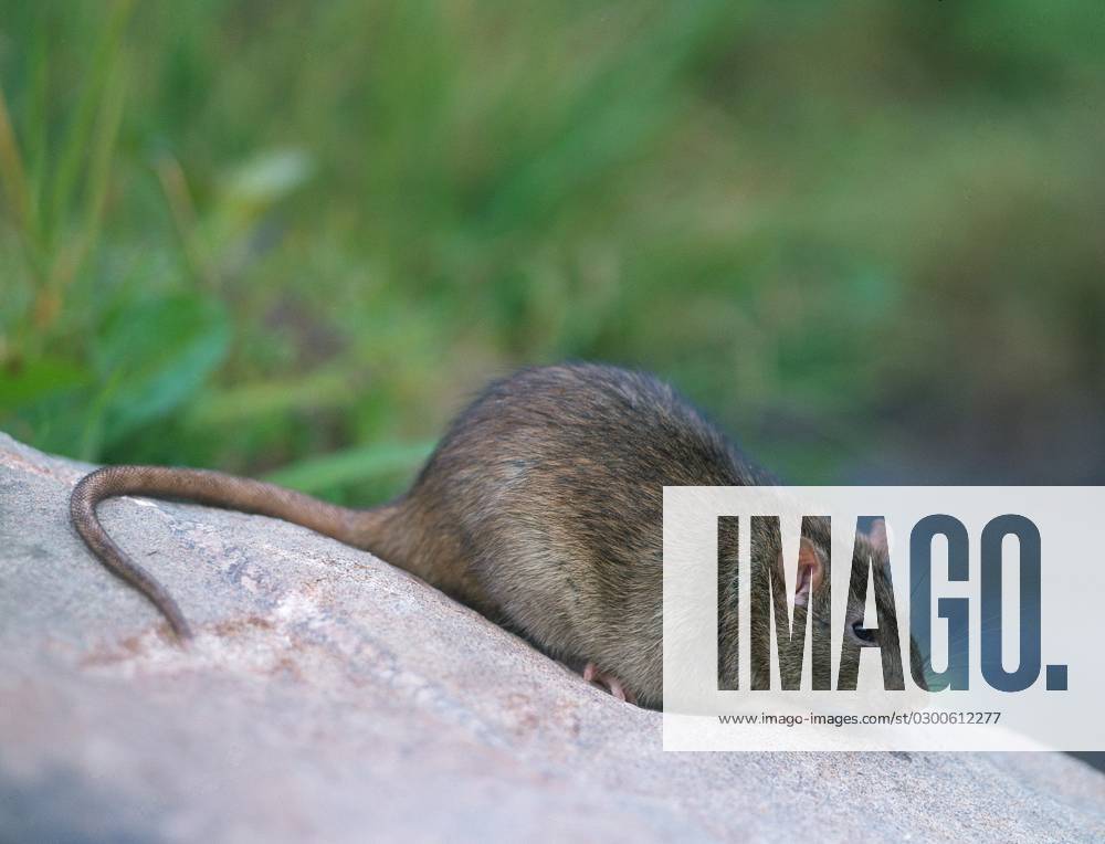 Wanderratte (Rattus norvegicus)
